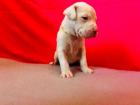 Dogo argentino/American Bulldog Mix Welpen