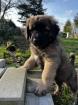 Süße Leonberger/Germanischer Bärenhund Welpen