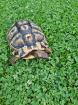 2 Griechische Landschildkröten