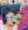 Yorkshire Terrier Welpen 