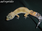 0,1 Super Hypo Tangerine Carrottail Leopardgecko