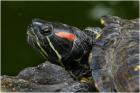 Biete weibliche Rotwangen-Schmuckschildkröte(n), Trachemys scripta elegans