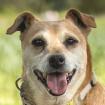 HALLE -  weiblich  7 Jahre  38 cm  13.5 kg  Pinscher-Mix  Gechipt  Kastriert
