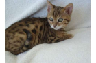 Bengalen Baby Kitten 